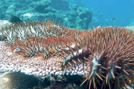 Aidez-les à lutter contre l'acanthaster