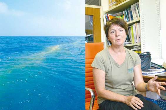 « Ce n'est pas de la pollution,  ce sont des micro-algues »