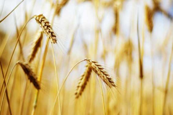 Le blé OGM bientôt en vente ?