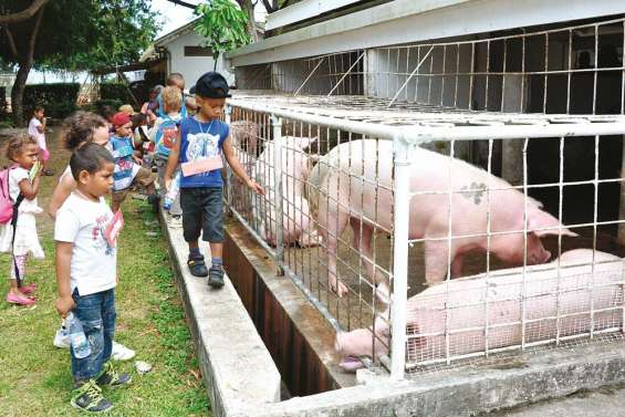 La basse-cour à la lettre