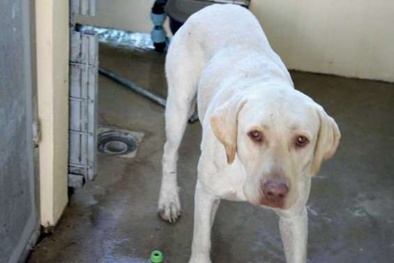 Les gardes champêtres pourchassent les chiens errants