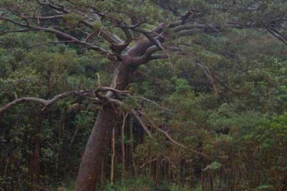Un vieux kaori abattu