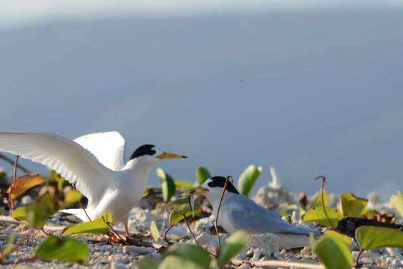 Ne dérangez pas les sternes !