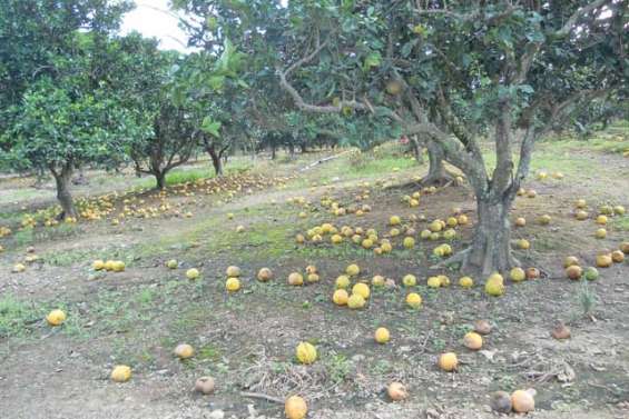 Des milliers d'oranges à terre