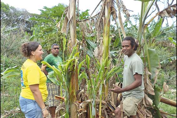 Bunchy Top sous contrôle