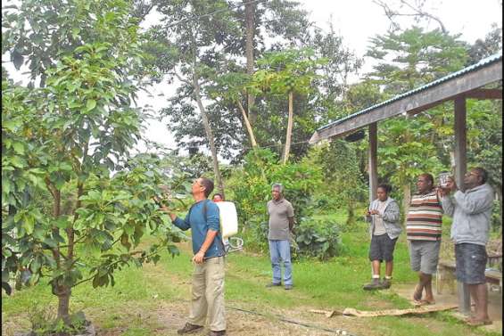 Lutte contre les punaises d'avocatier