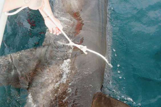 « Le requin Nicholas Cage est potentiellement dangereux »