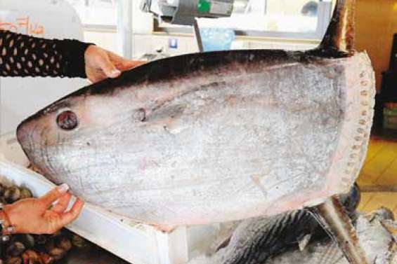 Un poisson-lune dans les filets