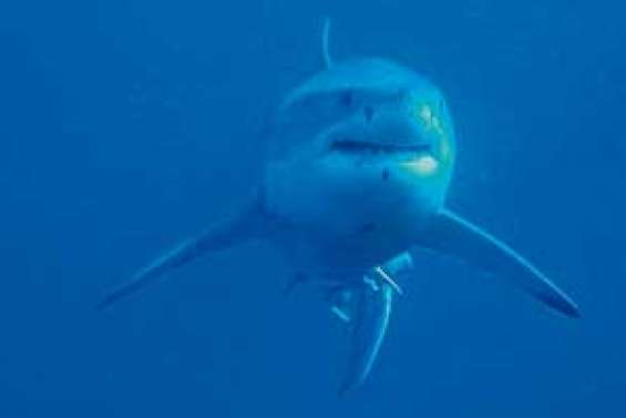 « Ce n'est, après tout, qu'un poisson »