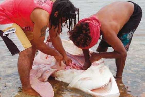 Un bouledogue dans le filet