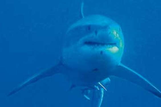 Une solution aux attaques ?