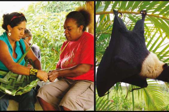 La roussette se fait rare