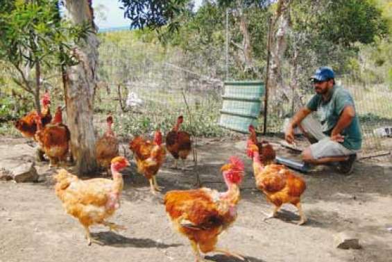 Du poulailler à l'assiette
