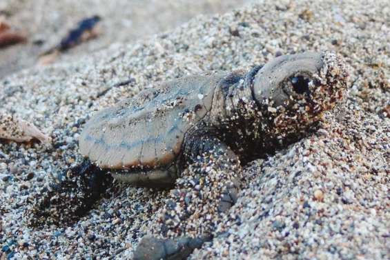 Bal des tortues à la Roche-Percée