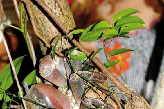 Une fenêtre sur la nature