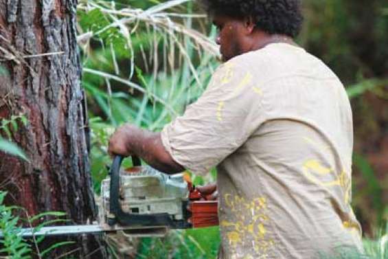 Pas de pitié pour les pinus