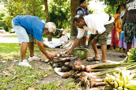 L'igname veut retrouver ses racines