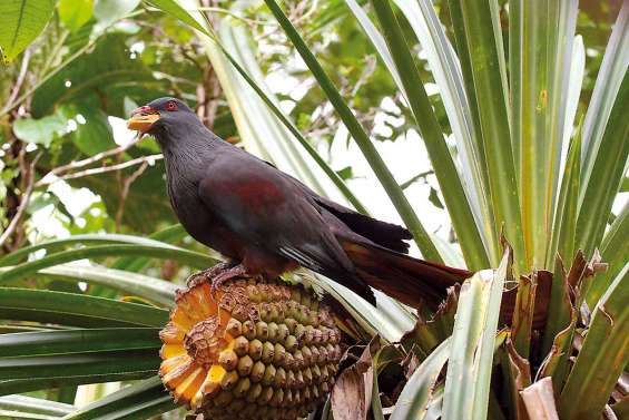 Notou, le blues du chasseur