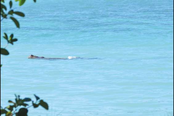 Le retour du dugong