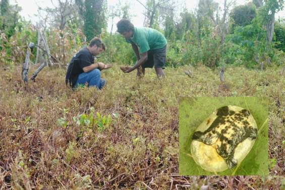 Les patates douces en danger