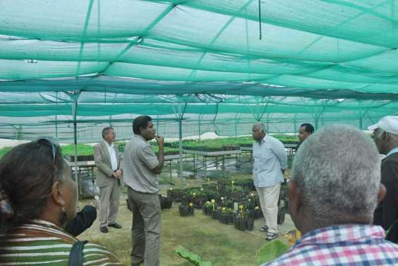 Le santal côté éco