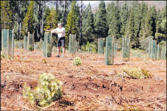 Un vivier à graines