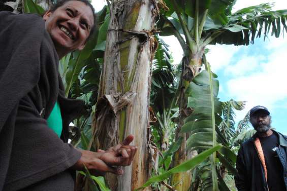 La banane se partage aussi
