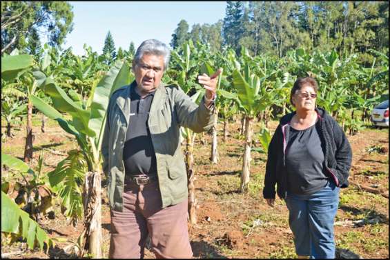 Ces producteurs ont la banane
