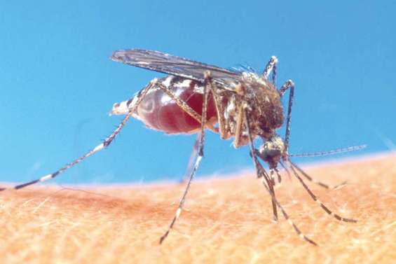 Le chikungunya est bien là