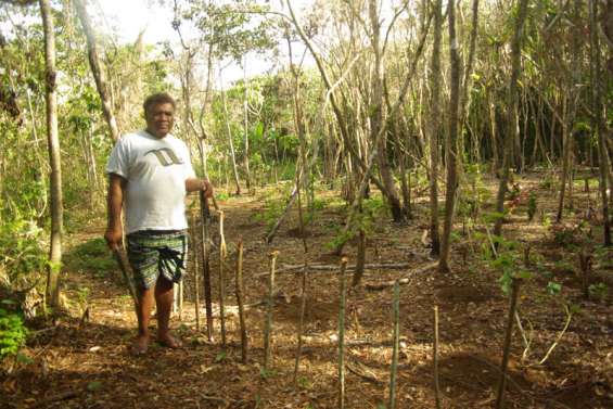 Tout est bon contre le cochon