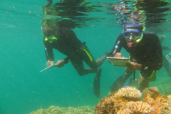 Ouara plonge dans Acropora
