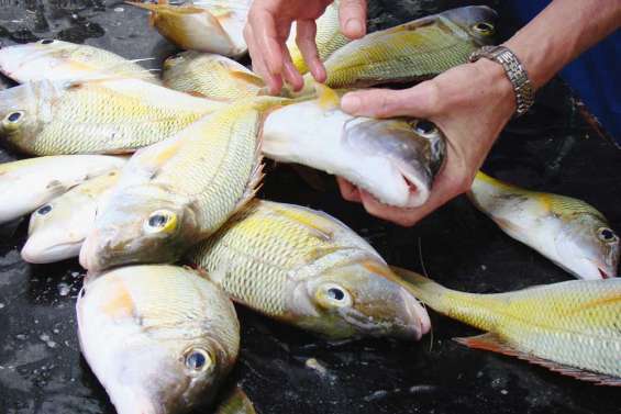 Le retour du bossu doré