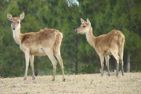 Le retour des primes à la mâchoire