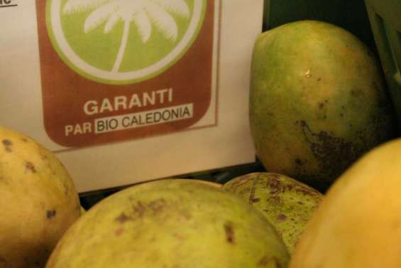 Premières mangues bio sur les étals