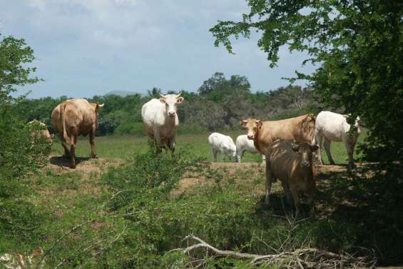 La production locale couvre 50 % des besoins