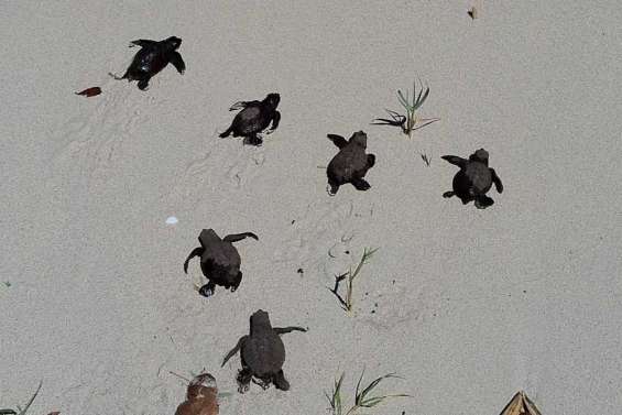 Ponte exceptionnelle à l'îlot Maître