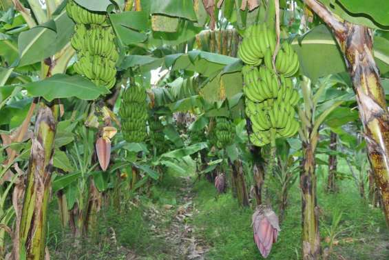 Les charançons piégés