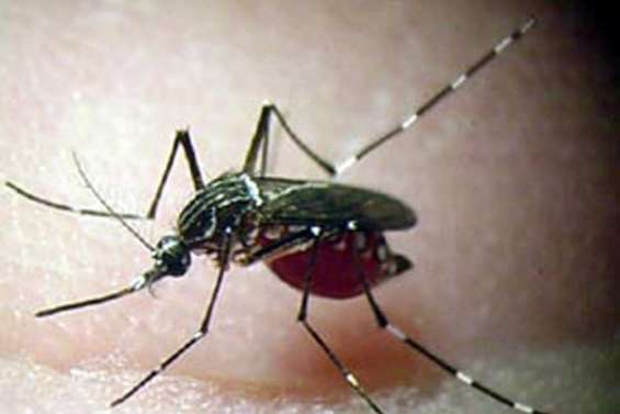 Zika : 34 cas autochtones 