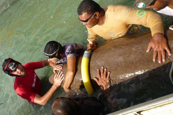 Des dugongs suivis par satellite