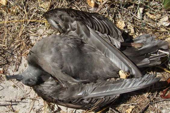 Sale fin pour des puffins