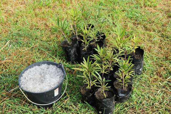 Des Calédoniens à Rio+20