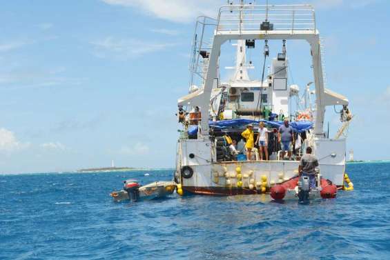 L'Alis au pays des algues