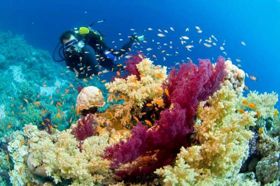 Quel élu remportera la palme ?