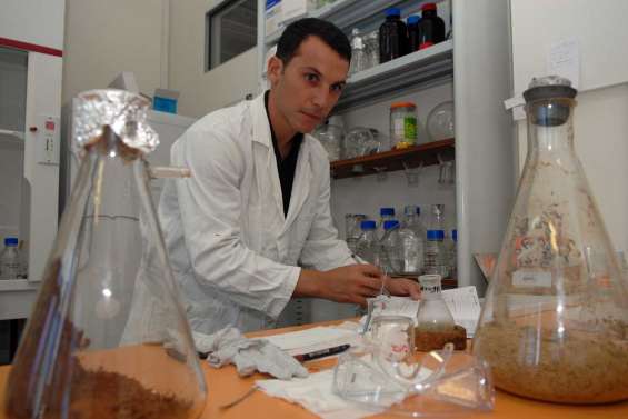 « Dix-sept plantes à fortes potentialités anti-dengue »