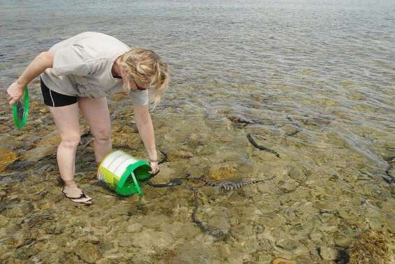 A la recherche des serpents