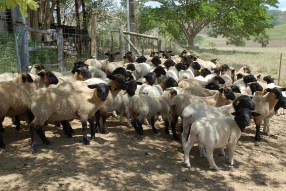 Doux comme des agneaux