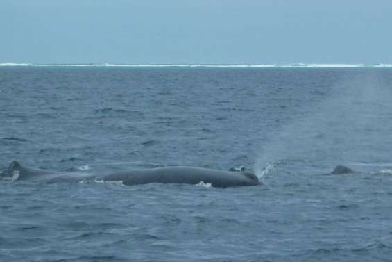 Deux cachalots guidés vers la sortie