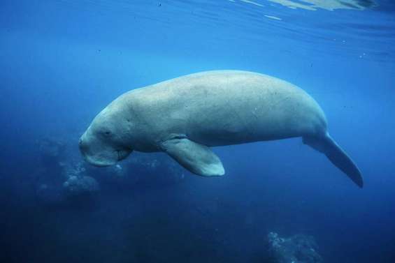 Nos dugongs sont isolés