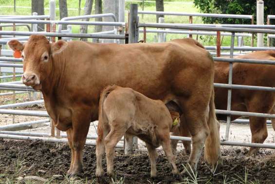 Les experts de l'Institut de l'élevage au rapport