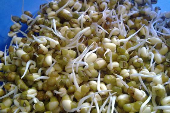 Les graines germées retirées du marché